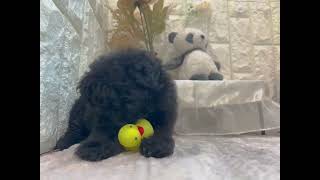 ハーフ犬の動画01