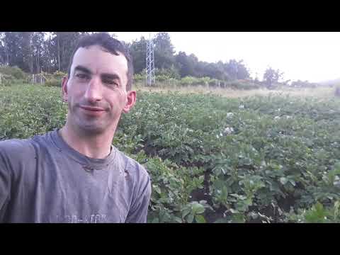 cosecha propia de patacas.