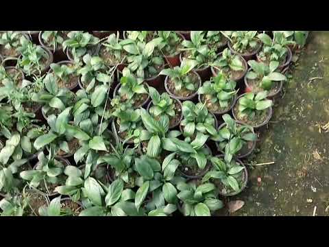 Orchid beautiful flower farming 🪻🪻🪻🪻