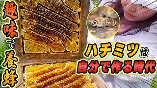 ハチミツは買う時代から自分で作る時代へ！ニホンミツバチの飼育始めませんか？