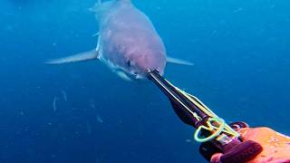 Standoff with a GREAT WHITE Shark | Spearfishing Alone