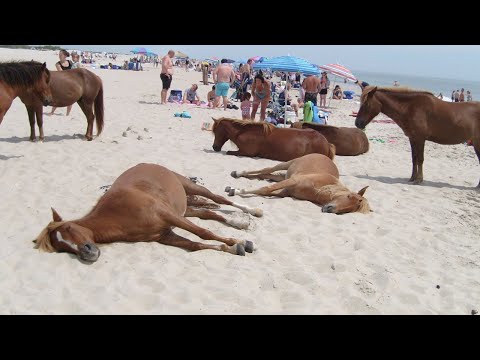Les vidéos de chevaux les plus drôles de 2024