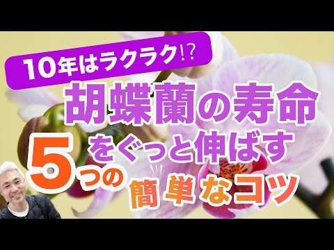 冬に蘭の世話をするにはどうすればよいですか？力強く成長するための5つの重要なステップ  庭園