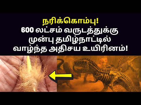 ஒரு நரிக்கொம்பு விலை 50,000 | deivanagayagam speech on 600 lakh years old Narikombu in tamilnadu