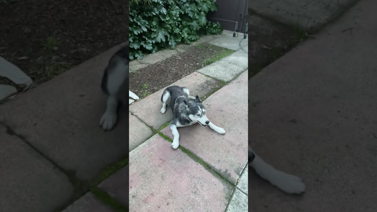 Enlarge Gwinny, a Adoptable Husky in Sonoma, CA video 6/6