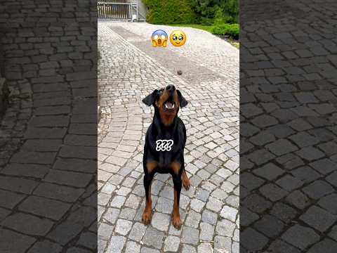 Dal si odběr?🥹❤️🥰 #pes #dog #doberman #shorts