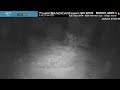 Raccoon Fight (Loud and Sounds May Be Upsetting to Some) ... Texas Wildlife Cams