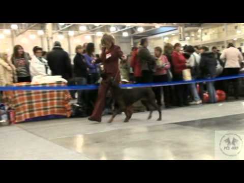 Promo Dog Show Russia 2010 Dobermanns