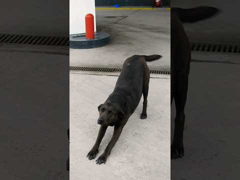 Firulais está contento - Tres Arroyos - Buenos Aires #shorts #buenosaires #perros #dog #argentina