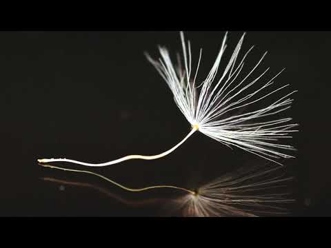 Einwelt - Heimat [L‘Arab] [Oh] [Raftha] [Ezko]