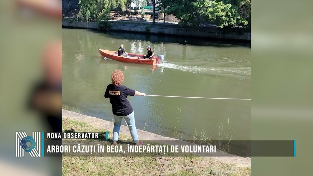 Arbori căzuți în Bega, îndepărtați de voluntari