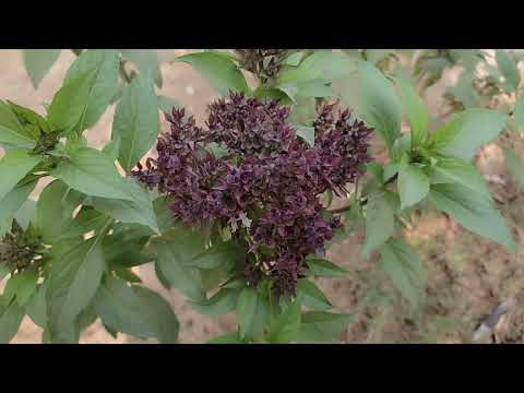 NiazboTulsi Niazbow Basil Plant Care & benefits In Urdu And Hindi. |#naizbo