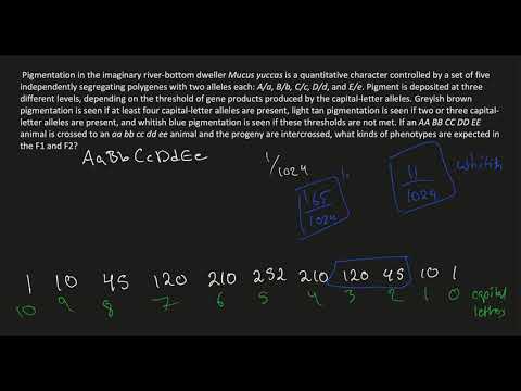 Quantitative Genetics - Additive genes with distinct phenotypes and (too) many alleles