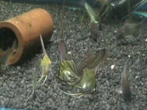 Angelfish and Corydoras