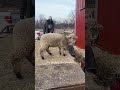 Benny Getting Wild Shorts Bennythesheep Sheep Onehappyassfarm Farmlife Animals Funny