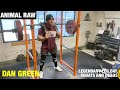 Animal Raw | Dan Green's Legendary Leg Day, Squats and Deadlifts