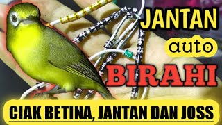 Download lagu CIAK JOS BETINA DAN JANTAN - PEKATIK ANDELAN mp3