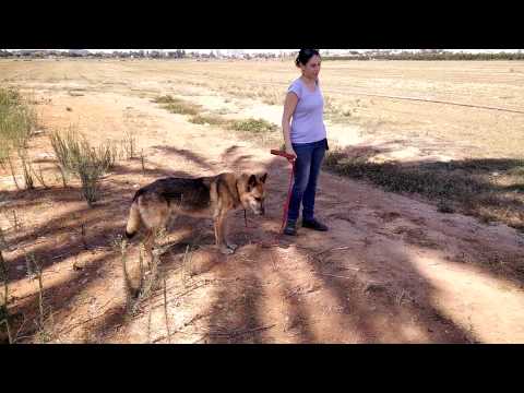 הרצליה אוהבת חיות 250715 - קלוני (3)