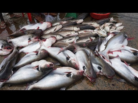 Amazing Kilometers 9 Distributie Fish, Dry Fish and SeaFood - Fish Market Scene @Kilo 9 in Town