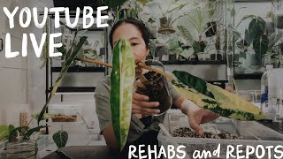 plant rehabs, repots + Q&A on youtube live!