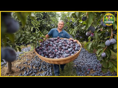 California's BILLION Dollar Prune Secret Revealed!