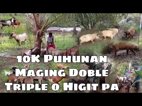 , title : '10K Puhunan Maging Doble Triple o Higit pa sa LIVESTOCK FARMING | Kambing Manok Baboy