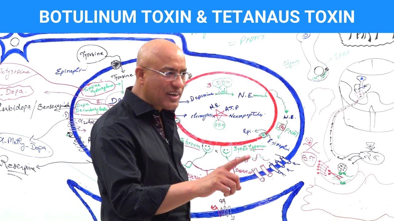 Botulinum Toxin & Tetanus Toxin Mechanism