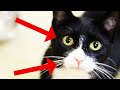 Surprising Facts About Tuxedo Cats