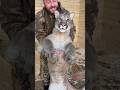 Anton's checking out the baby braige #pumacat #cougar #bigcat #braige
