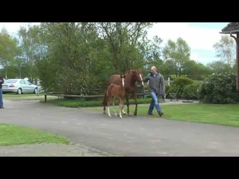 04 Hengstfohlen von Benicio - Dancier