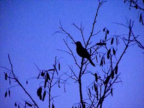 pourquoi les oiseaux chantent la nuit