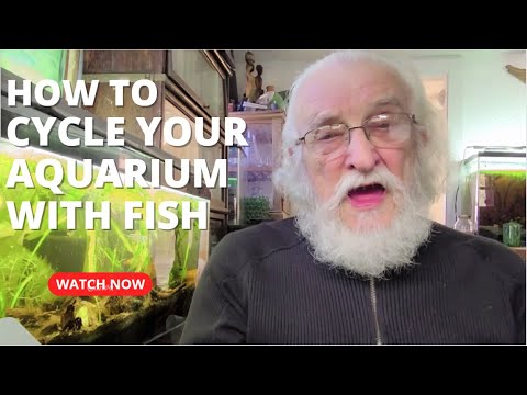 HOW TO  #CYCLE YOUR AQUARIUM WITH FISH