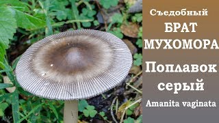 Мухоморы и съедобный поплавок
