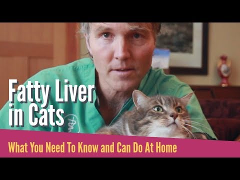 Fatty Liver In Cats: What To Do
