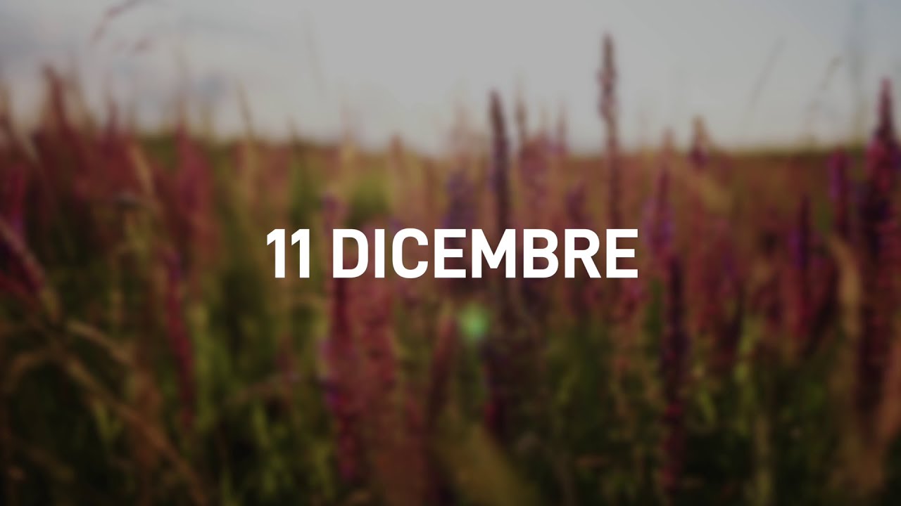 11 Dicembre 2025 | Meditazione Parole di Vita