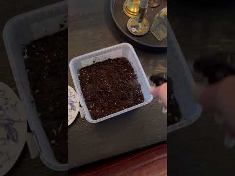 Fröså dina Penséer