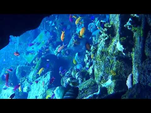 18 Atlantis Aquarium Dubai big reeftank sideview