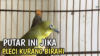 Download lagu Ampuh!!!Suara Pleci menaikan birahi Pleci biar cepat ngriwik ngalas mp3