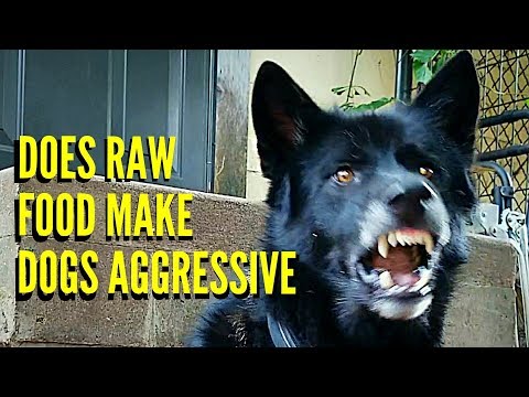 YouTube video about: Does raw meat make dogs aggressive?