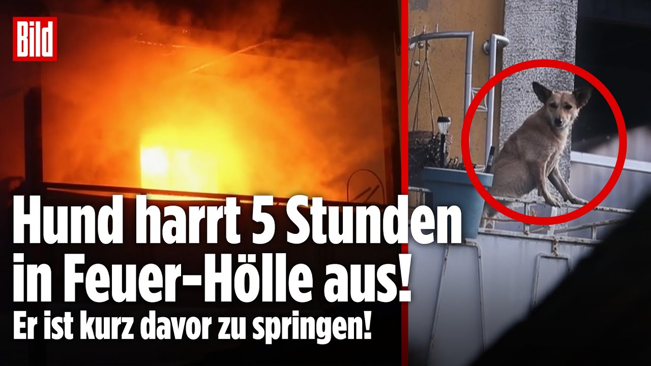 HUND IN FEUER-HÖLLE GEFANGEN: Dramatische Rettung bei Haus-Brand in Baden-Württemberg