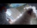 Coda S Movie