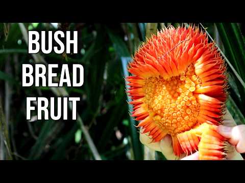 SCRUB BREADFRUIT - Tasting A Crazy Looking Orange Pandanus Fruit in Australia