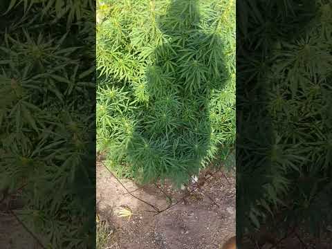 cookies gelato de royal queen seeds. en floracion