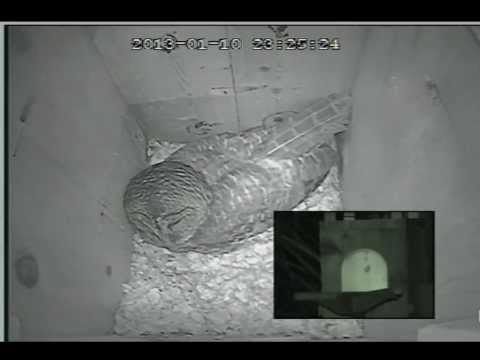 Jan 10 2013 - Mrs Barred Owl Exits Nest Box at 23:35