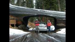preview picture of video 'West Coast USA 2008, Sequoia Park vol 8'
