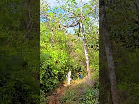 Reserva Forestal El Montuoso, Chepo, Provincia de Herrera, Las Minas, Panama