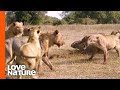 Hollywood Lion Pride’s Violent Clash with Nomads | Love Nature