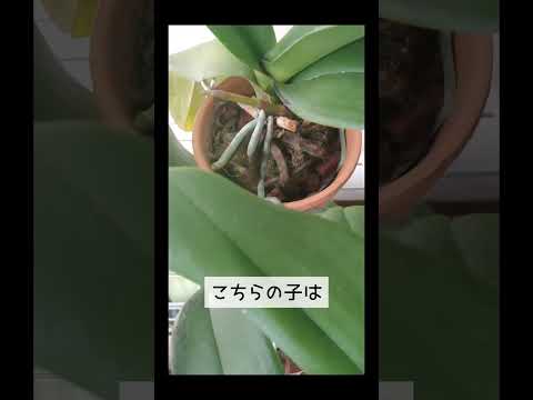 茎のなくなった蘭を再び咲かせるにはどうすればよいでしょうか？私たちのシンプルなソリューション!  庭園