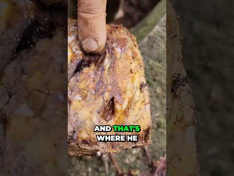 Dan Hurd Gold Quartz Vein Samples