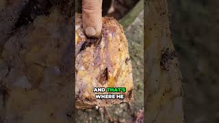 Dan Hurd Gold Quartz Vein Samples